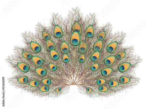 Peacock Tail Illustration