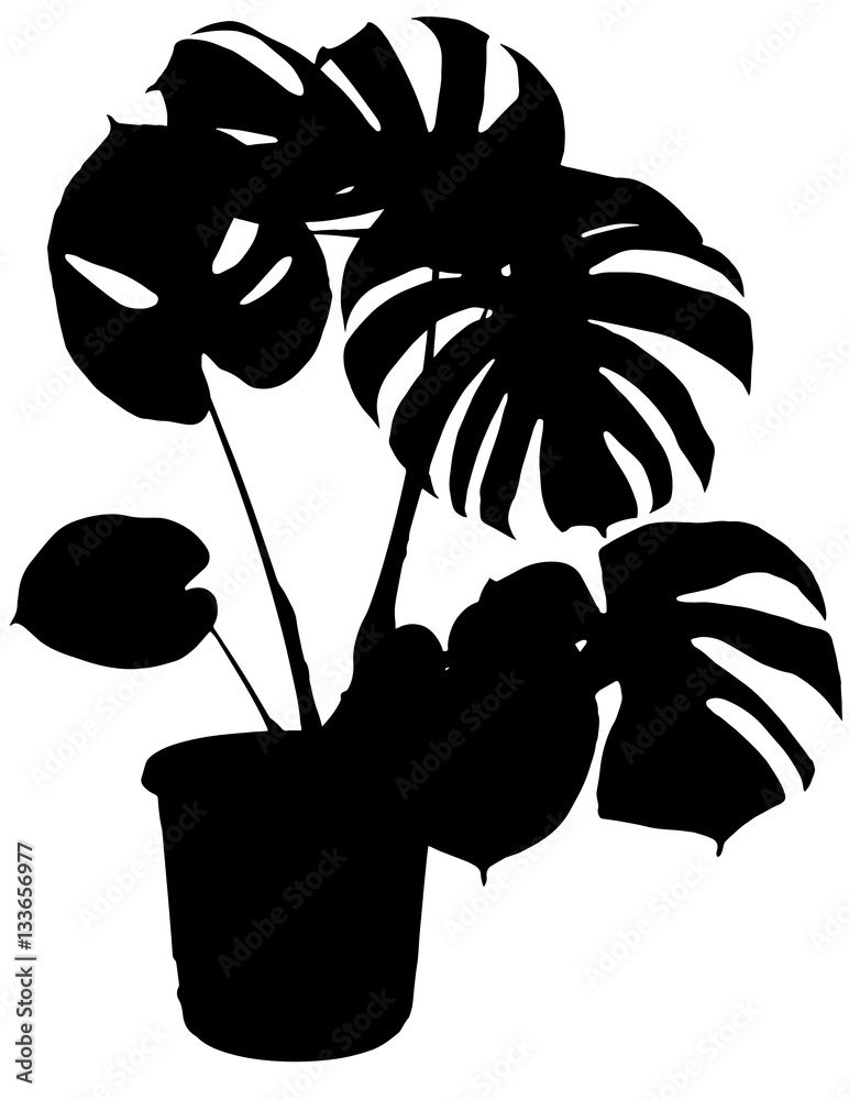 monstera the potted plant