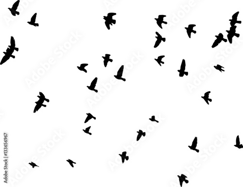 flock of pigeons © megav0lt