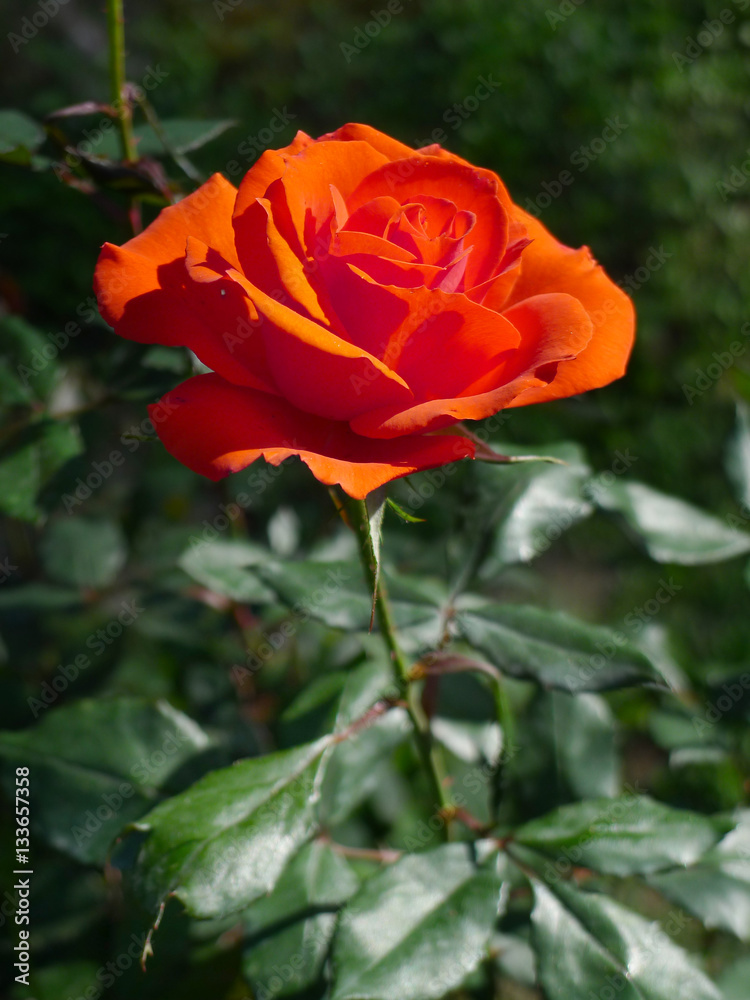 Orange rose / Tropical Rose Garden Orange rose / Tropical Rose Garden