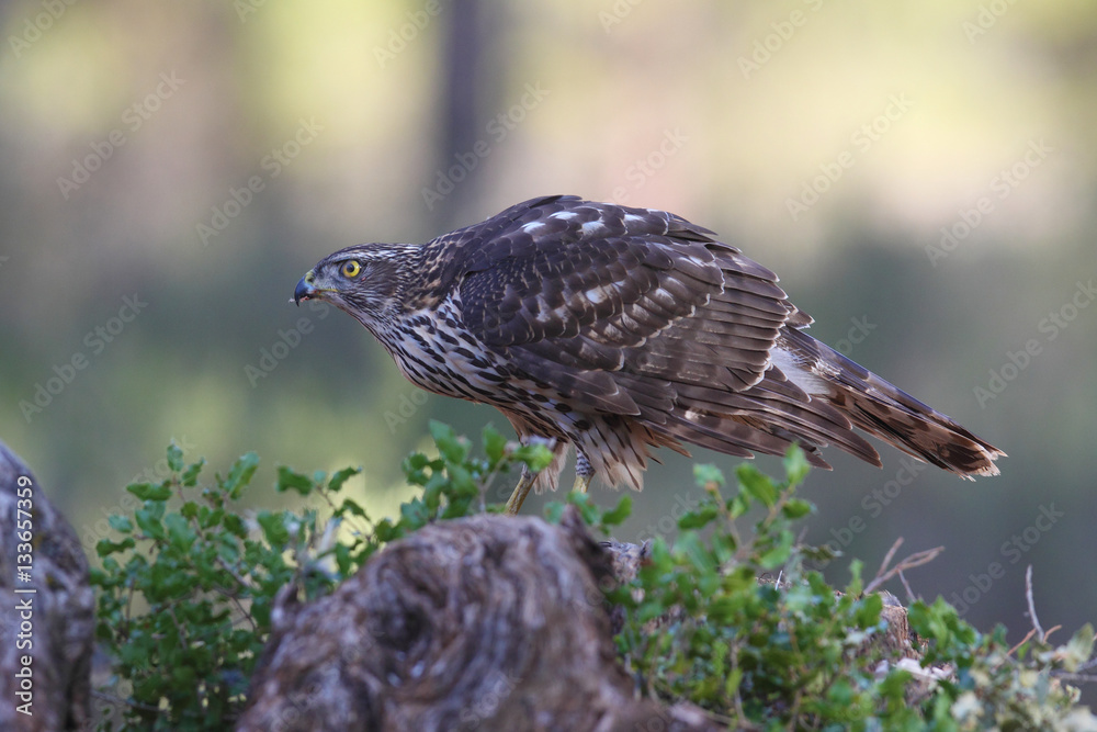 Fototapeta premium Eurasian Goshawk