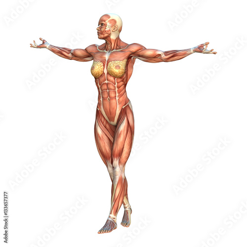 3D Rendering Female Anatomy Figure on White