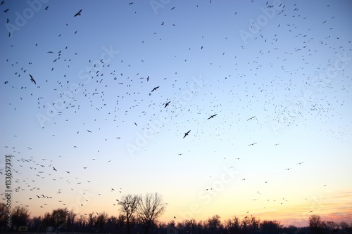 Flock of birds in flight 