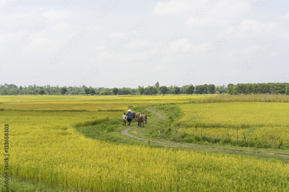 Rice field by harvest season