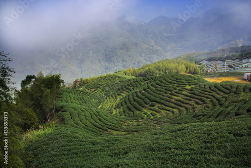 Tea field landscape, Taiwan