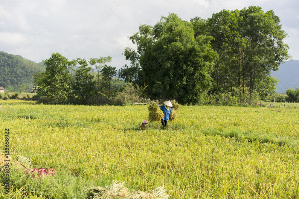 Rice field by harvest season in Vietnam