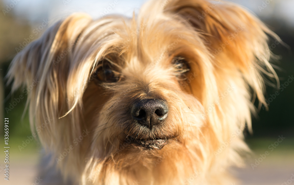 Macro Closeup detail of dog nose Yorkshire Terrier brown dog Macro Closeup detail of dog nose Yorkshire Terrier brown dog