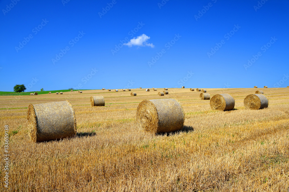 Straw bales on farmland with blue sky. Rural landscape in sunny day.