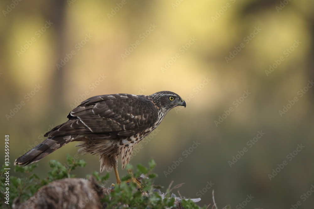 Eurasian Goshawk Eurasian Goshawk