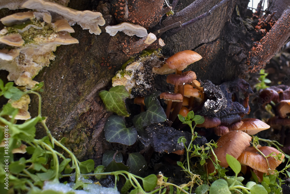 Close up of colorful tinder fungus on a tree trunk