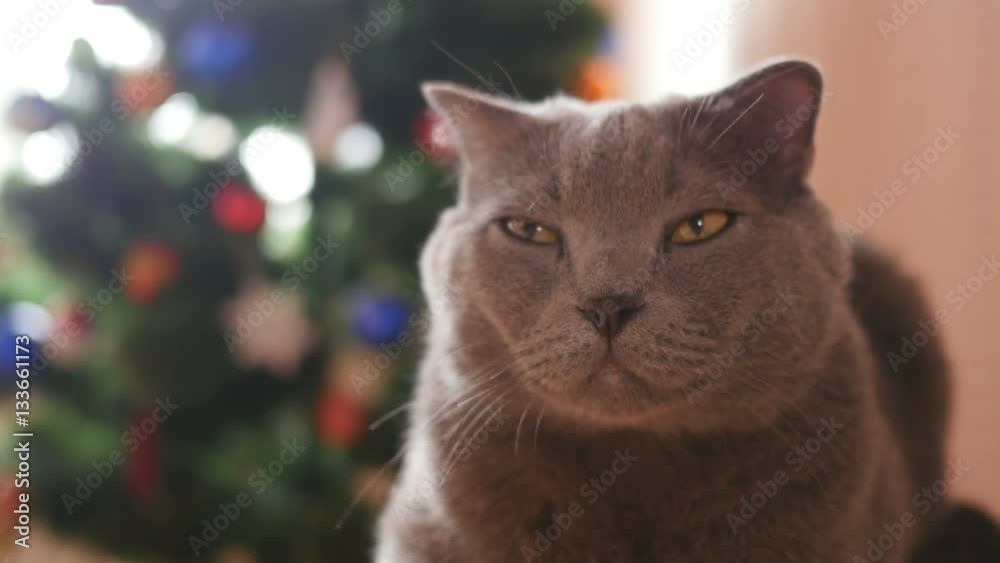 Cat of the British breed gray sitting at the Christmas tree Cat of the British breed gray sitting at the Christmas tree