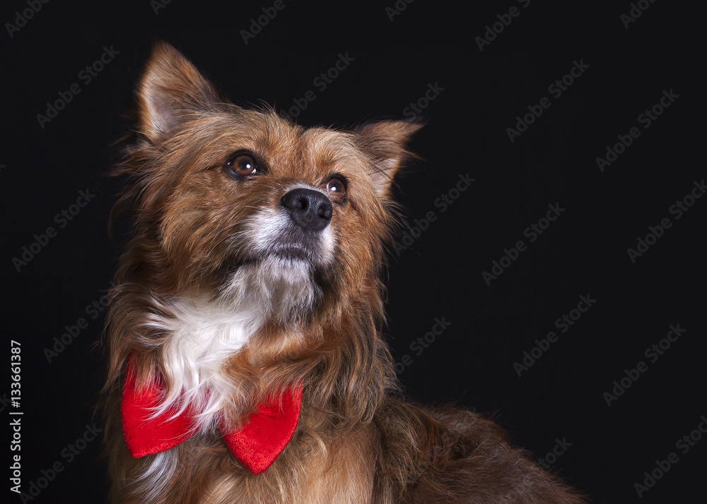 Perro elegante con pajarita en estudio Stock Photo | Adobe Stock