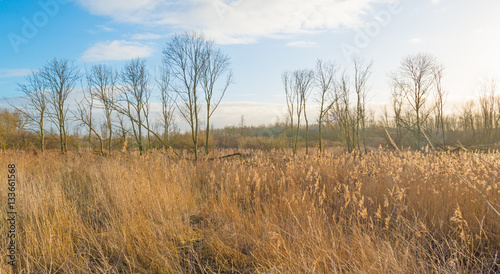 Reed in a field in wetland in winter