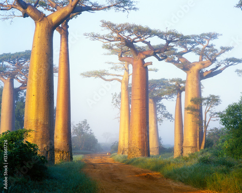 Fotótapéta Baobab avenue - Morondava - Madagascar