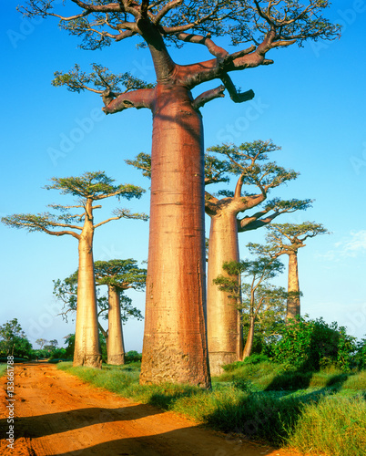 Obraz na plátně Baobab avenue - Morondava - Madagascar