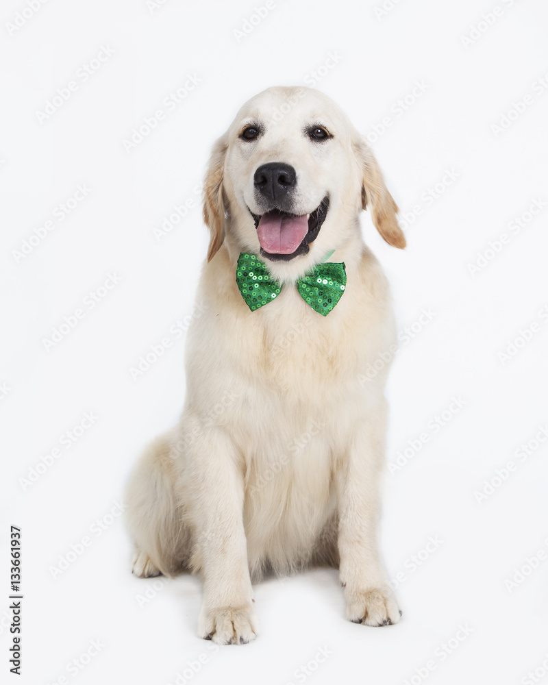Cachorro de Golden Retriever en estudio Cachorro de Golden Retriever en estudio