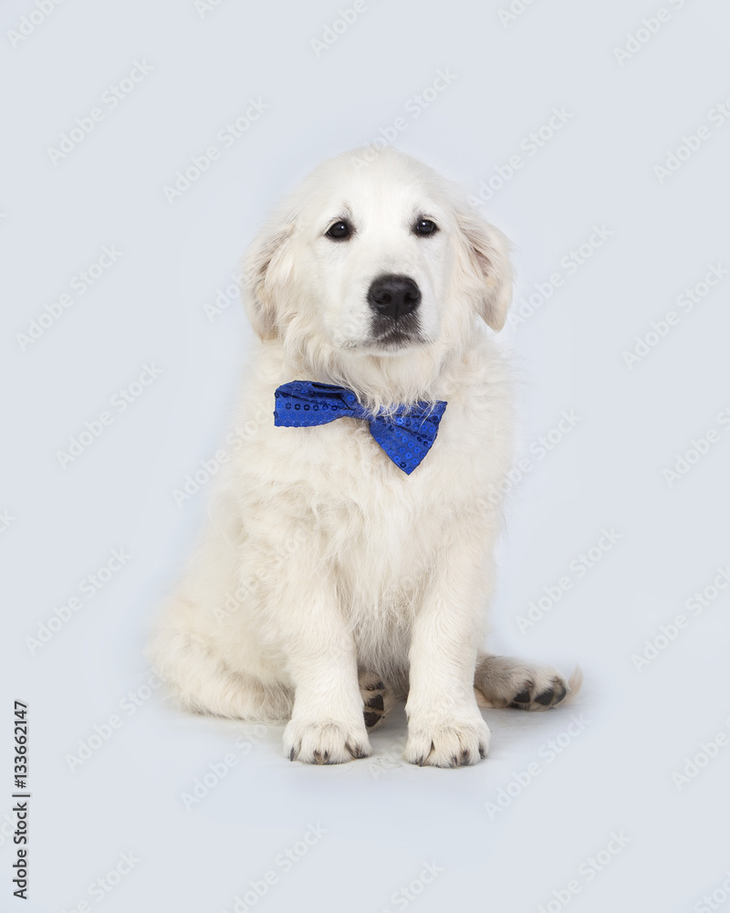 Cachorro de perro Golden Retriever con pajarita
