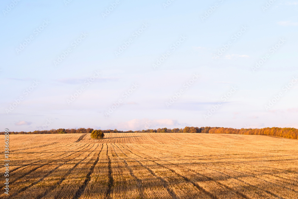 Newly cut autumn wheat field in a village in Moldova at sunset, golden forest