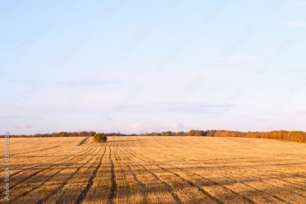Newly cut autumn wheat field in a village in Moldova at sunset, golden forest Newly cut autumn wheat field in a village in Moldova at sunset, golden forest