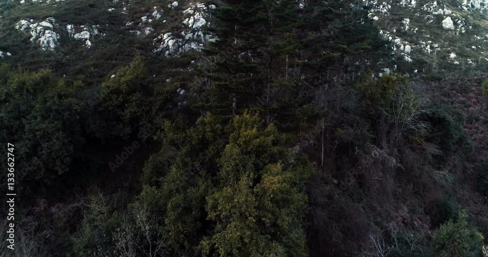 Trees growing in the high mountain Trees growing in the high mountain