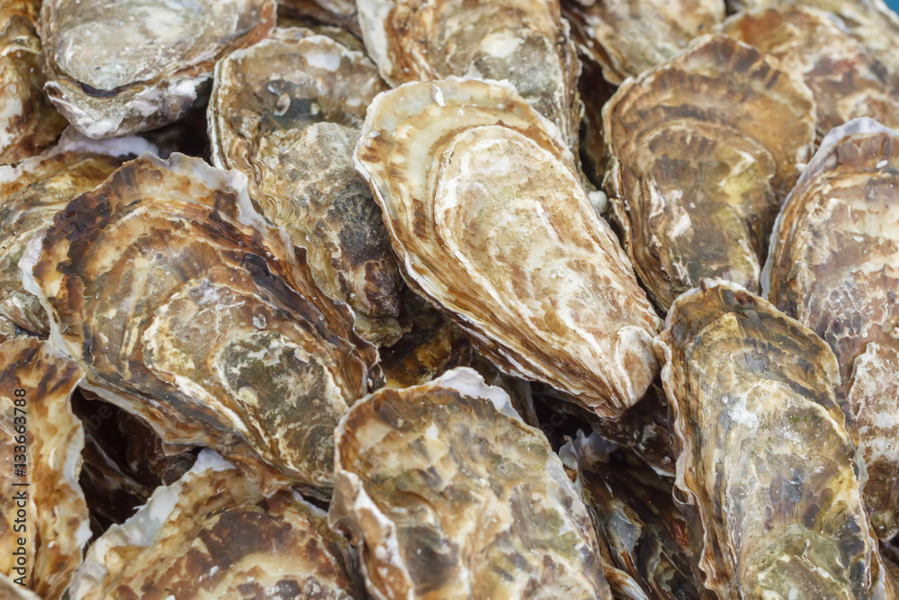 Oysters first size on the stone. fresh raw gourmet seafood.sea shell background Oysters first size on the stone. fresh raw gourmet seafood.sea shell background