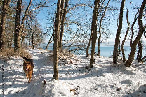 Hund im Winter rennt durch den Schnee an der Ostsee-Insel Rügen
