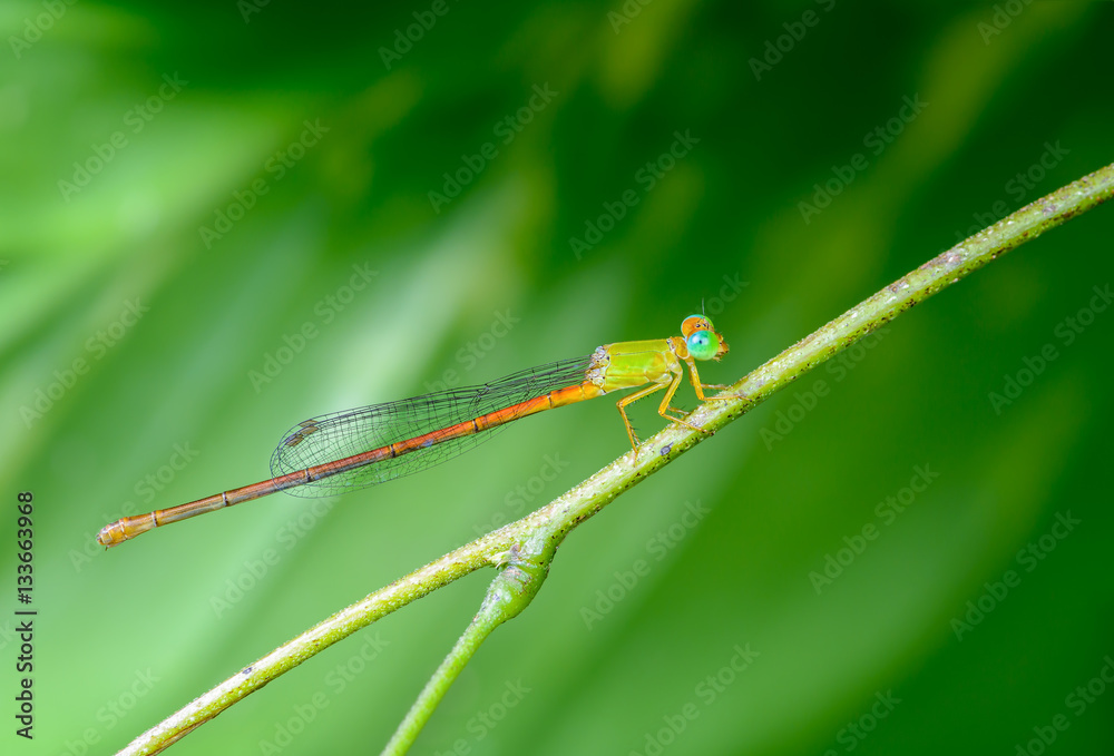 Beautiful dragonfly on branch with green background.