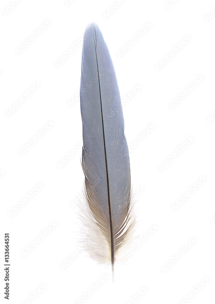 tail feather of macaw