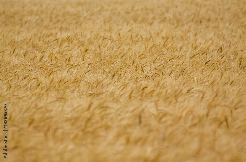 Wheat field background