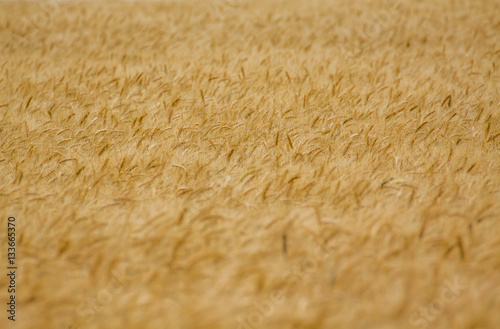 Obraz na płótnie Wheat field background w salonie