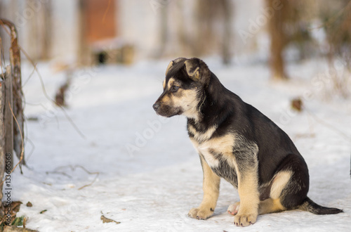 Black stray puppy looking out for mom s returning from hunting