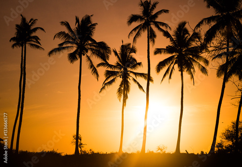 Sonnenaufgang in orangenem Licht und Palmsilhoutten, Sri Lanka