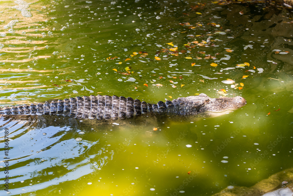 Crocodile at Hay Park in Kiryat Motzkin Crocodile at Hay Park in Kiryat Motzkin
