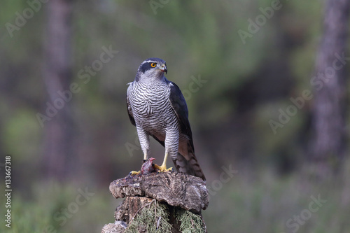 Eurasian Goshawk