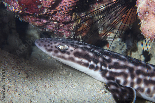 Cat shark close-up. Sipadan island. Celebes sea. Malaysia.