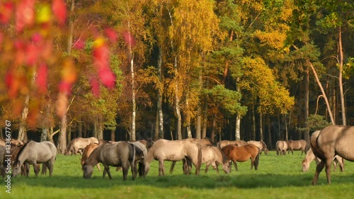 wild horses grazing in colorful autumn 4k 11741

