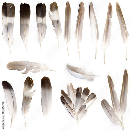 Collection of Feather Vectors