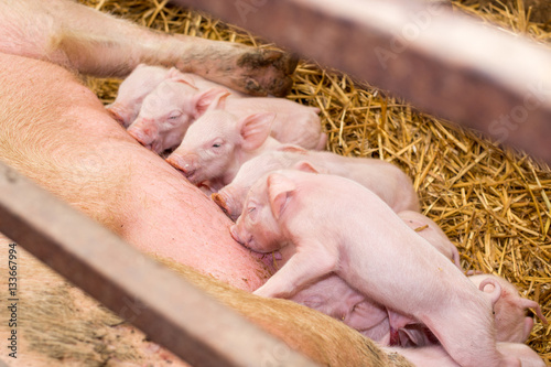 Newborn piglets suckling the sow's milk photo