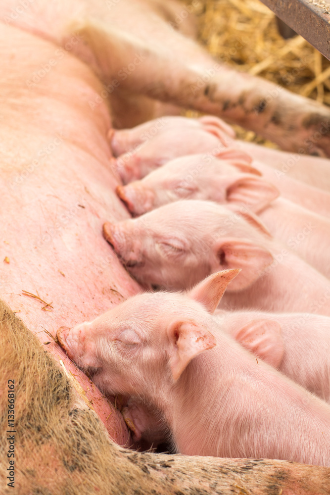 Newborn piglets suckling the sow's milk Newborn piglets suckling the sow's milk
