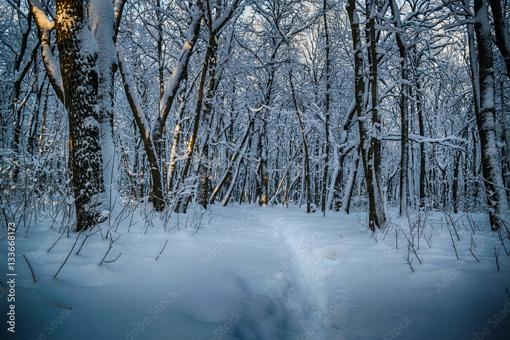 walk through the winter forest