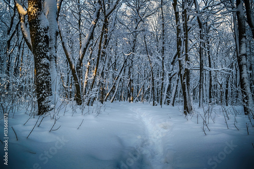 walk through the winter forest