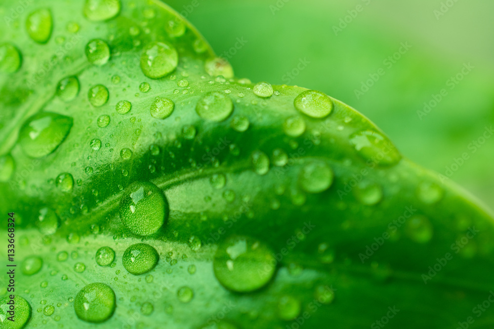 Drops Water on Green Leaves /Macro Close Up background Drops Water on Green Leaves /Macro Close Up background