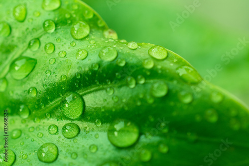 Drops Water on Green Leaves /Macro Close Up background
