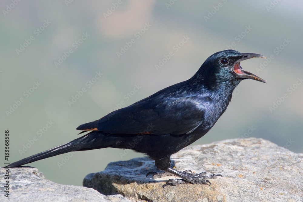 Fototapeta premium A red winged starling calling at Table Mountain in Cape Town, South Africa