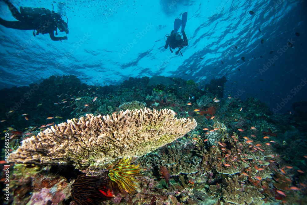 Fototapeta premium Underwater landscape. Sipadan island. Celebes sea. Malaysia.
