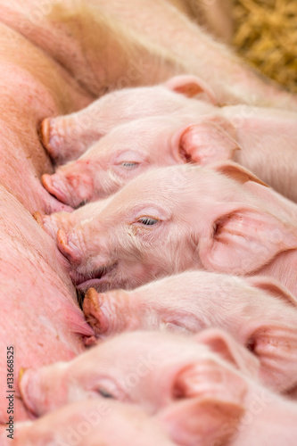 фотографія Newborn farrows eating sow's milk