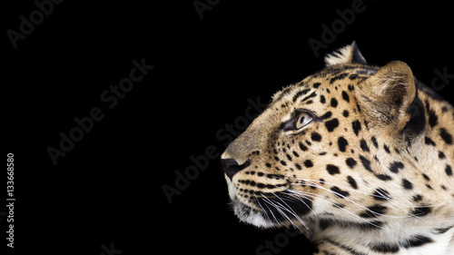 portrait of a leopard isolated on a black background