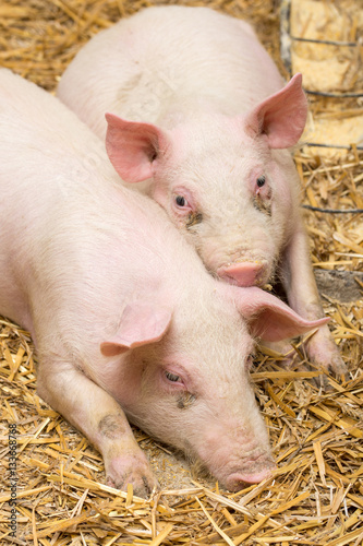Piglets laying on the hay © zlajaphoto