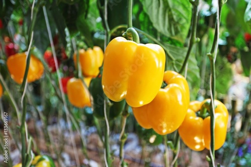 Bell pepper.Yellow, Green and red bell pepper growing in the organic farm.