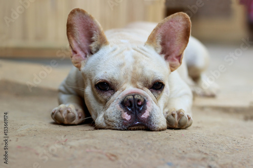 Young french bulldog portrait